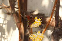 DSC07852.JPG (1.05 MiB) 24362-mal betrachtet DSC07852.JPG