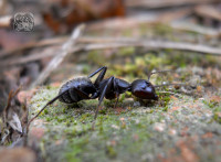 Camponotus vagus 02s.jpg
