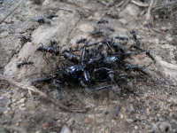 DSCN0378s.JPG (983.07 KiB) 373580-mal betrachtet DSCN0378s.JPG