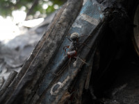 untitled_by_neshvacena-d64jvlms.jpg (854.14 KiB) 373580-mal betrachtet untitled_by_neshvacena-d64jvlms.jpg