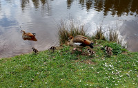 5-Nilgänse 2023-04-09_4.jpg