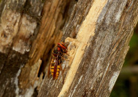DSC08115.JPG