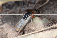 IMG_2135 Ameisenportal.JPG (562.08 KiB) 407275-mal betrachtet IMG_2135 Ameisenportal.JPG