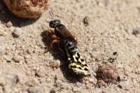 IMG_1999 Ameisenportal.JPG (711.64 KiB) 406760-mal betrachtet IMG_1999 Ameisenportal.JPG