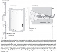 Fig.2 Tetraponera.jpg (139.54 KiB) 472913-mal betrachtet Fig.2 Tetraponera.jpg