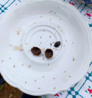 a-20230808_T.albip.Nest512.jpg (258.11 KiB) 589405-mal betrachtet a-20230808_T.albip.Nest512.jpg