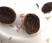 b-20230808_T.albip.N-off536.jpg (384.37 KiB) 588393-mal betrachtet b-20230808_T.albip.N-off536.jpg