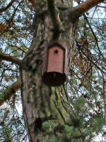 20230819_V.crabro03.jpg (725.45 KiB) 184115-mal betrachtet 20230819_V.crabro03.jpg