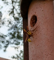 20230819_V.crabroN35.jpg (186.61 KiB) 184115-mal betrachtet 20230819_V.crabroN35.jpg