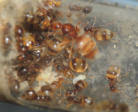 20230725_DSCN8284s.JPG (927.57 KiB) 167331-mal betrachtet 20230725_DSCN8284s.JPG