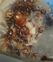 20230812_DSCN9256s.JPG (981.01 KiB) 167564-mal betrachtet 20230812_DSCN9256s.JPG