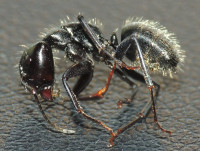 20230906_DSCN9772s.JPG (964.04 KiB) 329856-mal betrachtet 20230906_DSCN9772s.JPG