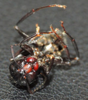 20230907_DSCN9781s.JPG (971.96 KiB) 329856-mal betrachtet 20230907_DSCN9781s.JPG