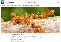 Fire ants,Tagesschau.jpg (183.6 KiB) 511603-mal betrachtet Fire ants,Tagesschau.jpg