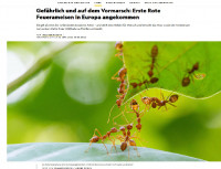 Fire ants Nat.Geogr.jpg (567.17 KiB) 511076-mal betrachtet Fire ants Nat.Geogr.jpg
