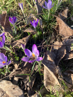 Krokus Bienen 2024.jpg