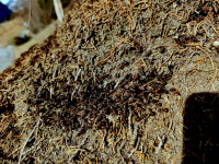 IMG-20240203-WA0000.jpg (905.21 KiB) 22475-mal betrachtet IMG-20240203-WA0000.jpg