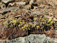 IMG-20240207-WA0001.jpg (435.43 KiB) 22475-mal betrachtet IMG-20240207-WA0001.jpg