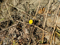 IMG-20240207-WA0002.jpg (488.2 KiB) 22387-mal betrachtet IMG-20240207-WA0002.jpg