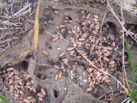 Formica Schwarzwasser.JPG