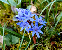 20240229_1156Scilla.jpg