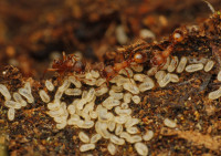 _MG_9818.JPG (1.02 MiB) 22364-mal betrachtet _MG_9818.JPG