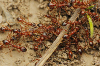 _MG_9819.JPG (1.12 MiB) 22562-mal betrachtet _MG_9819.JPG