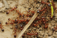 _MG_9825.JPG (1 MiB) 22364-mal betrachtet _MG_9825.JPG