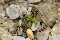 _MG_9836.JPG (1023.03 KiB) 22562-mal betrachtet _MG_9836.JPG