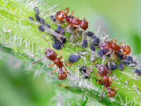 Myrmica_rubra_O.jpg
