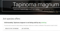 Tapinoma magnum.jpg