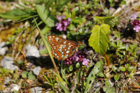 _MG_0017.JPG