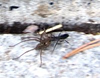 Spinnenjäger-4420.jpg