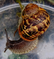 20240630_1129Cornu.jpg (242.15 KiB) 1918535-mal betrachtet 20240630_1129Cornu.jpg