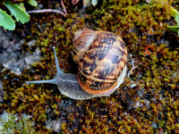 20240630_1131Cornu.jpg (373.77 KiB) 1918656-mal betrachtet 20240630_1131Cornu.jpg