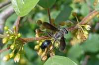 20240707_1144Isodontia.jpg