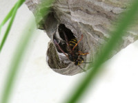 Dolichovespula media.JPG
