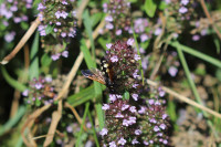 20240729 Scolia sexmaculata .JPG