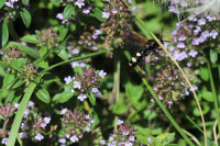 20240729 Scolia sexmaculata 3.JPG