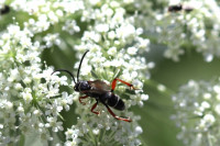 20240729 cf Ceropales maculata 1.JPG
