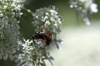 20240729 cf Ceropales maculata 2.JPG