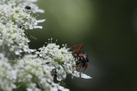 20240729 cf Ceropales maculata.JPG