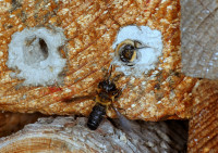 DSC09593a.JPG (1.18 MiB) 114575-mal betrachtet DSC09593a.JPG