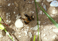 DSC09618a.JPG (1.15 MiB) 113831-mal betrachtet DSC09618a.JPG