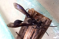 20240911_1628Ismex-c.jpg (162.65 KiB) 416354-mal betrachtet 20240911_1628Ismex-c.jpg