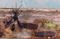 20240911_1637Ismex-f.jpg (171.26 KiB) 416850-mal betrachtet 20240911_1637Ismex-f.jpg