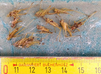 20240911_1643Ismex-h.jpg (360.37 KiB) 416486-mal betrachtet 20240911_1643Ismex-h.jpg