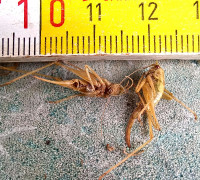 20240911_1650Ismex--i.jpg (372.79 KiB) 416487-mal betrachtet 20240911_1650Ismex--i.jpg