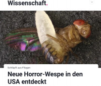 Horror-Wespe 1.jpg