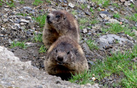 Marmota06.10.jpg